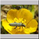 Oedemera virescens - Scheinbockkaefer m01.jpg